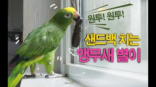 원투! 원투! 샌드백 치는 앵무새 / 아마존 앵무새의 독특한 행동 / 아침 잠이 덜깬 앵무새의 횡성수설 대화 / 사람과 앵무새가 살아가는 이야기~ / 앵그리버드 별이