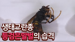 양봉장에 피해를 주는 꿀벌 킬러, 등검은말벌 / YTN 사이언스