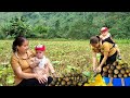 With the orphan boy - Harvest cucumbers Bring them to the market to sell - Buy toys for the baby