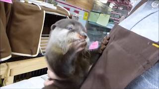 コツメカワウソきれいになりました！小動物専門店マリン