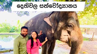 දෙහිවල සත්වෝද්‍යානය 🦍🐘🦛🙊🙈🦧🙉🦏🐟🦙#dehiwalazoo #dehiwala