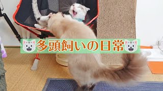 シャムミックス猫の日常切り抜き／ケンカモード／じゃれ合い