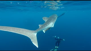 Freedive-Earth, Free diving with Whale Shark on Gili trawangan, Indonesia