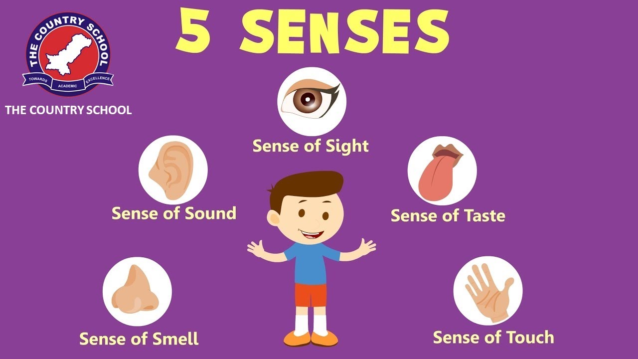 Five Senses (English) - YouTube