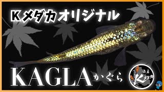 #77 兵庫の若きメダカの作り手、Kメダカオリジナル品種「KAGLA」を撮影！クオリティが高い8品種を撮影！