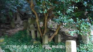 臨江寺の古い墓