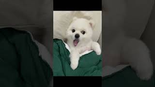 아파트 아파트 #노래하는 #이클이 #pomeranian #강아지 #cutedog #pets #shorts #댕댕이일상 #포메라니안 #아파트 #apt