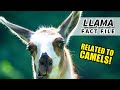 Llama Facts: they're related to CAMELS 🦙 | Animal Fact Files