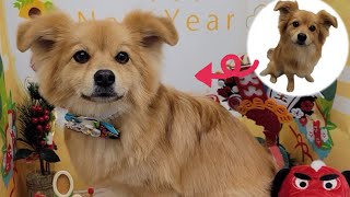 [Pomeranian × Dachshund] Trimming the Adorably Cute Mixed Boy with Charming Eyes, Fukumaru ✂️