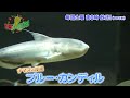 葉山奨之＆さかなクンがカワスイで不思議な生き物に遭遇 『世界ふしぎ発見 』6 5 土 オフショット【tbs】