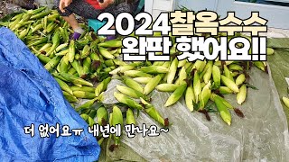 2024강원도 찰옥수수 완판, 품절!! 내년에 만나요~