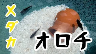 【メダカ動画】オロチとゆう品種のメダカをお迎えしました