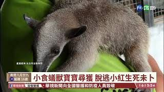 【台語新聞】小食蟻獸大脫逃! 動物園籲民眾協尋 | 華視新聞 20201015