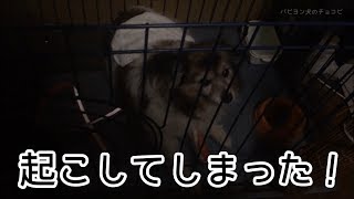 寝ている犬に布団をかけてあげたら起こしてしまう