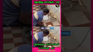 ஜெபிக்காமல் சாப்பிடமாட்டேன் என்று அடம்பிடிக்கும் நாய் #praying #dog #today#shorts #praise #christian