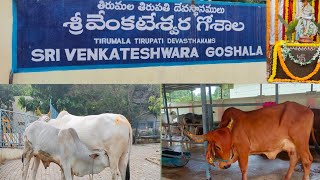 Sri Venkateswara goshala in tirumala @ friends dairy farm