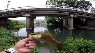 川スモール　ライトバウンスリグで短時間釣行