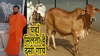 यहाँ मिलती है देसी गायें साहीवाल थारपारकर हरियाणा कांकरेज I Detailed coverage of Desi cows