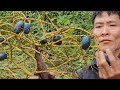 VIDEO FULL 240 Days Harvesting Agricultural ( Palm, Peppers, pumpkin...) Goes market sell - Cooking