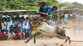 Naganendal Vadamadu Manjuvirattu Videos 2024 | நாகனேந்தல் வடமாடு மஞ்சுவிரட்டு 2024 Videos