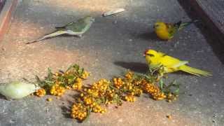 Kakariki and red rumped on pyracantha.