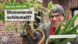 Was tun wenn die Blumenerde schimmelt? | gardify tipps