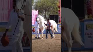 White Nukra Horse Stallion \