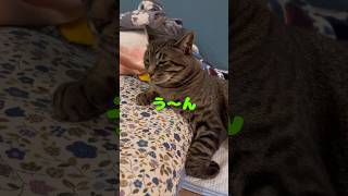 枕を使いこなしたお猫#catcute #ねこ部 #保護猫 #shortvideo #寝心地#ショート動画