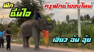 ครูฝึกช้างจบใหม่❗️เจียว อ้น อุ้ย ฝึกชื่นใ่จเดินเล่นจะตื่นไหม ❔elephant