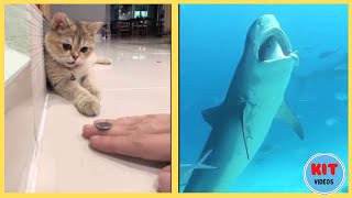 Funny Animals - Scary Animal Encounters - Amazing Animals 9