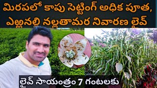 మిరపలో పూత కాపు సెట్టింగ్ కోసం ఎఱ్ఱనల్లి నల్ల తామర నివారణకై లైవ్ సాయంత్రం 7 గంటలకు