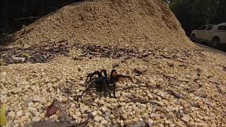 Giant Tarantula Crossing the Road. Beautiful Spider. CHECK IT OUT !!