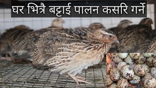 Quail farming for beginners // Quail farming in Nepal