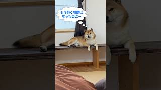 お散歩の時間になっても起きてこないパパに圧を加える柴犬てぃーだ　￼￼#柴犬てぃーだ #柴犬 #shiba