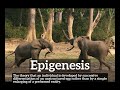 What is Epigenesis? | How Does Epigenesis Look? | How to Say Epigenesis in English?