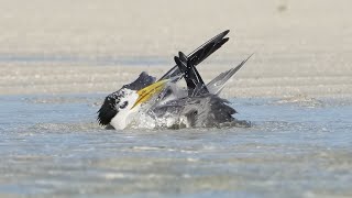 オオアジサシの水浴び　4K【Greater Crested Tern】