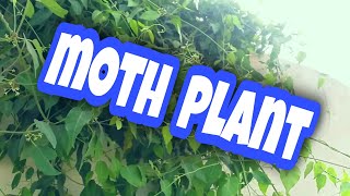 MOTH  PLANT