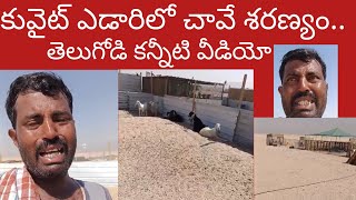 కువైట్ ఎడారిలో తెలుగోళ్ల బతుకులు||P7NEWS||Life In Kuwait|A Telugu Man Stranded In Kuwite|కువైట్ లైఫ్