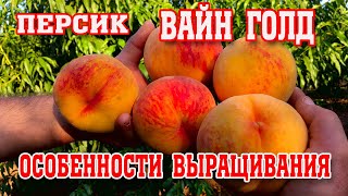 ОСОБЕННОСТИ ВЫРАЩИВАНИЯ ПЕРСИКА/Вайн Голд(Т3)