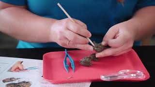 Carolina Quick Tips: Owl Pellet Dissection