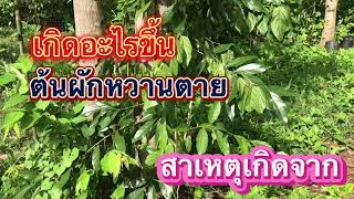 ผักหวานป่า ep10 สาเหตุที่ทำให้ผักหวานป่าตาย