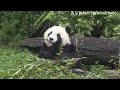 圓仔認真吃播超級可愛 熊貓貓熊the giant panda yuan yuan and yuan bao 台北市立動物園