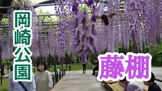 【岡崎市】岡崎公園へ藤棚を見に行ってきた！