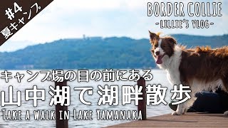 #4 [夏キャンプ] 山中湖をのんびり湖畔散歩☆ボーダーコリー/Take a leisurely walk along Lake Yamanaka