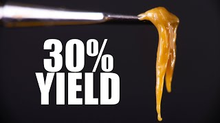 MASSIVE 30% ROSIN YIELD WITH AMAZING DANK WEED