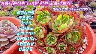 #아름다운정원 1~3탄 #국민이군생 #창들도 #착한가격에 만나보세요 월동가능한 바위솔도~♡데빌스푸드♡포토레와인♡덕스턴♡덕스트룸선셋♡아플로즈플러그♡피그니처♡로슈라리아~~