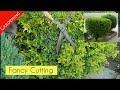 Baar k pode ki fancy cutting || Gardening & Others