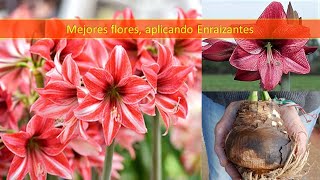 Así aplico enraizantes a BULBOS DE AMARYLLIS recién adquiridos