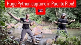 Huge Python capture in Puerto Rico!