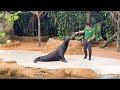 Full Video Sea Lion & ANIMAL SHOW| Singapore ZOO| 💜 HeyJIAN